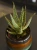 Aloe zebrina 'Dannyz' ⌀10cm