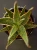 Aloe zebrina 'Dannyz' ⌀10cm
