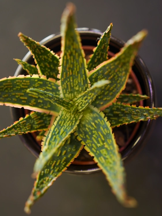 Aloe zebrina 'Dannyz' ⌀10cm