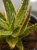Aloe zebrina 'Dannyz' ⌀10cm
