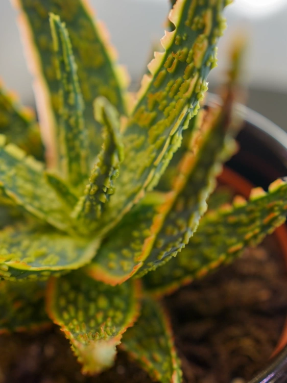 Aloe zebrina 'Dannyz' ⌀10cm