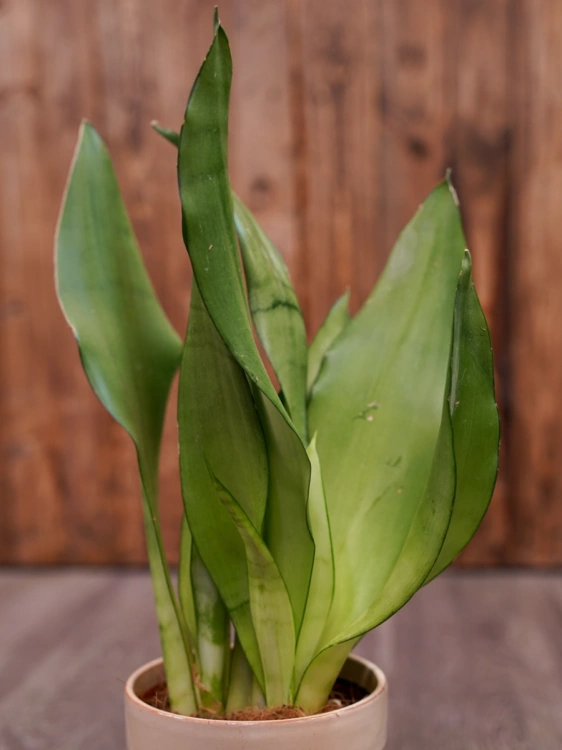 Sansevieria trifasciata 'Moonshine' ⌀12cm