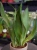 Sansevieria trifasciata 'Moonshine' ⌀12cm