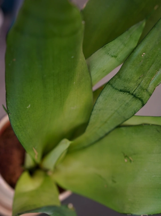 Sansevieria trifasciata 'Moonshine' ⌀12cm