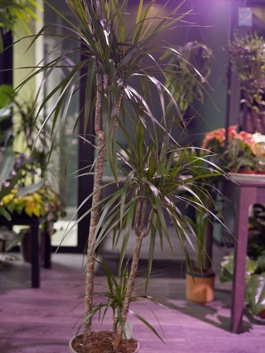 Dracena Marginata ⌀24cm