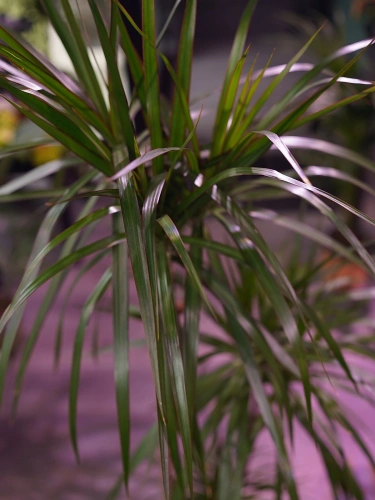 Dracena Marginata ⌀24cm
