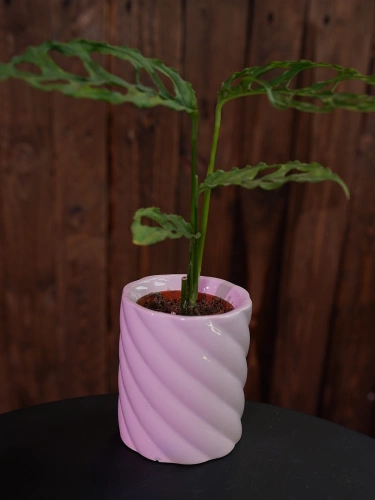 Osłonka ceramiczna Jasnoróżowa Wysoka Bonbon ⌀6cm