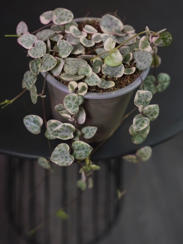 Ceropegia woodii 'Variegata' ⌀9cm