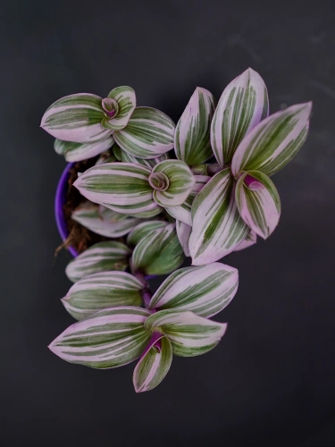 Tradescantia Nanouk Trzykrotka ⌀7cm