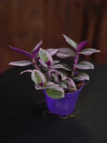 Tradescantia Nanouk Trzykrotka ⌀7cm