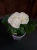Begonia elatior Biała ⌀9cm
