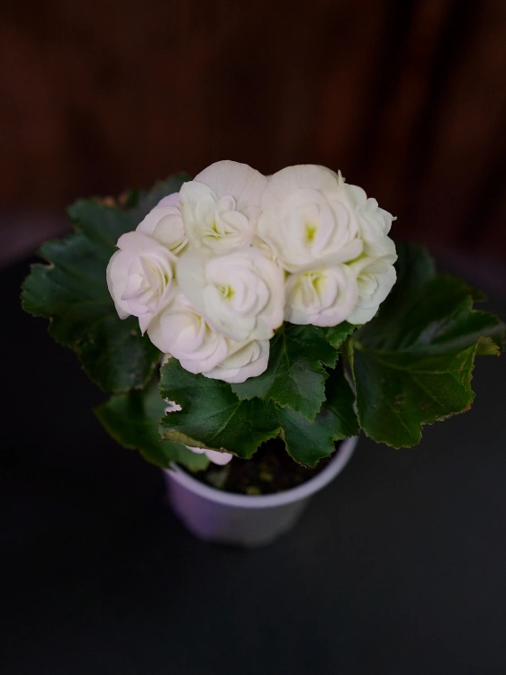 Begonia elatior Biała ⌀9cm