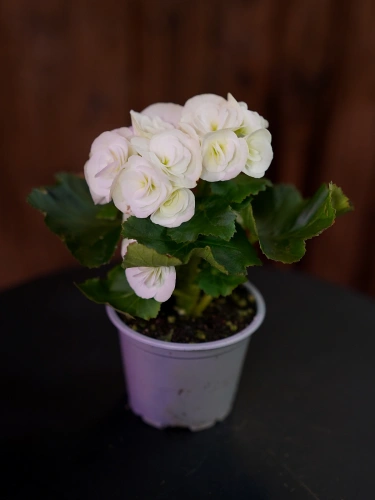 Begonia elatior Biała ⌀9cm