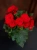 Begonia elatior Czerwona ⌀9cm