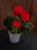 Begonia elatior Czerwona ⌀9cm