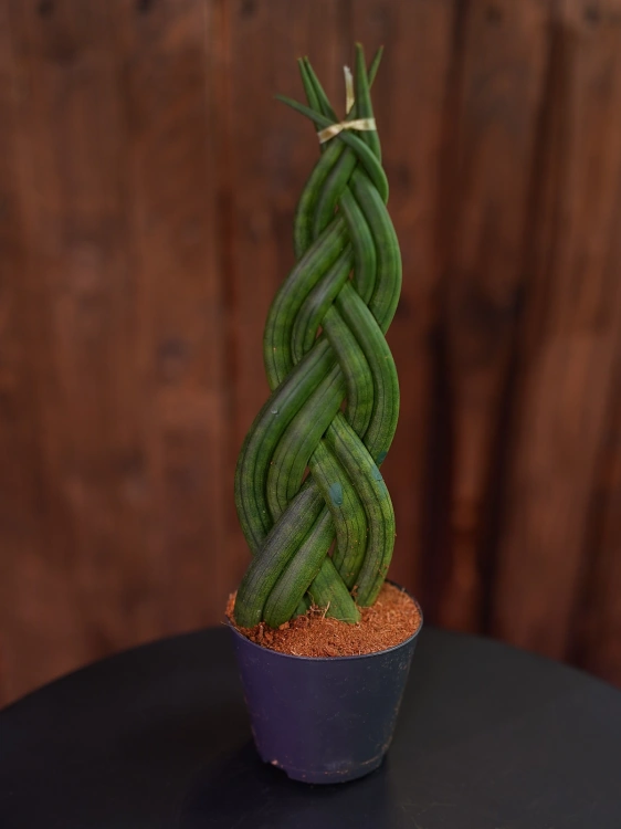 Sansevieria cylindrica Warkocz ⌀8,5cm