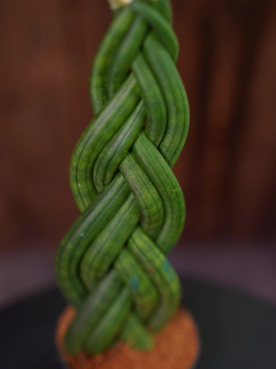 Sansevieria cylindrica Warkocz ⌀8,5cm