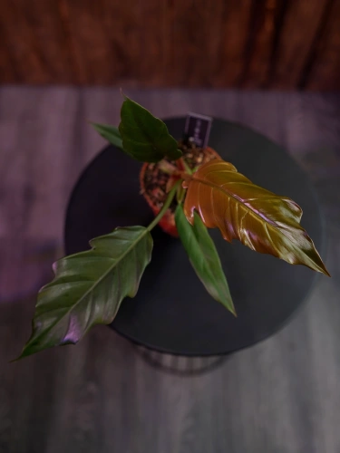 Philodendron Choco Empress ⌀12cm