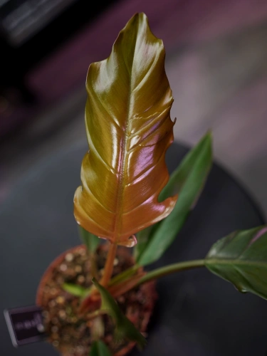 Philodendron Choco Empress ⌀12cm