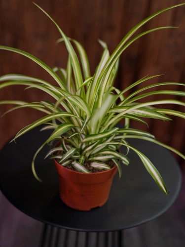 Chlorophytum comosum 'Variegatum' Zielistka ⌀12cm