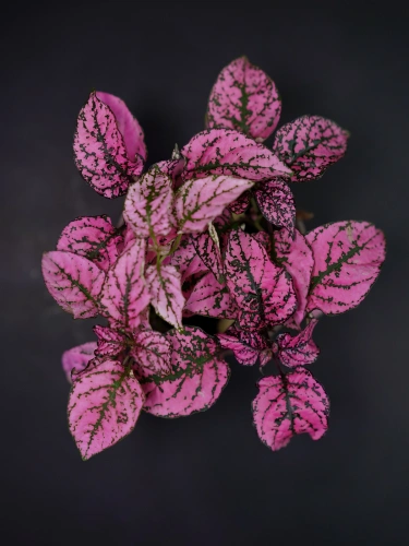Hypoestes 'Pink Panther' Niedośpian ⌀9cm