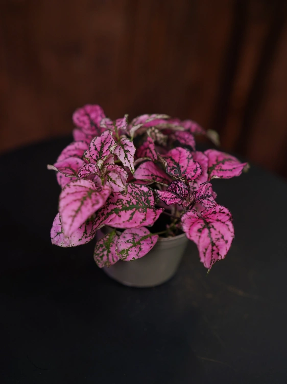 Hypoestes 'Pink Panther' Niedośpian ⌀9cm