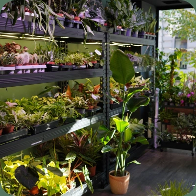 Plantstacja Studio roślin