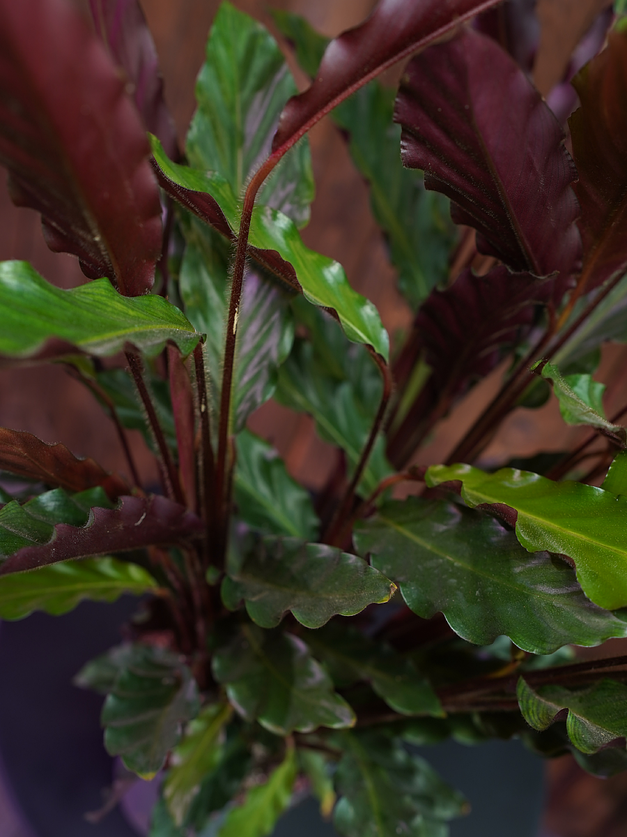 dottie calathea Calathea 'Dottie'  Hey Rooted