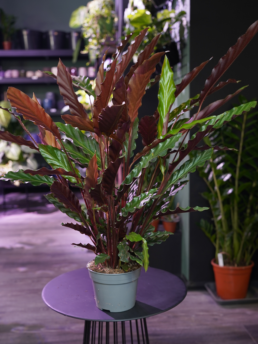 Calathea rufibarba 14cm - PLANTSTACJA